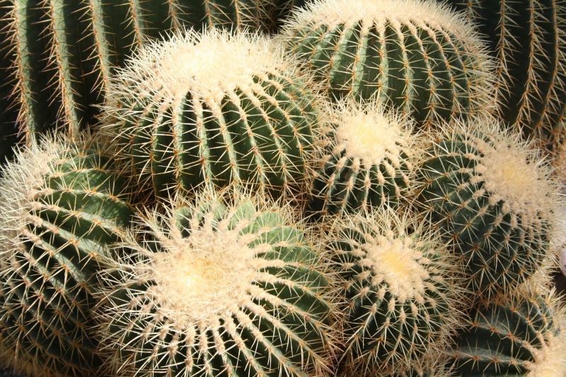 Echinokaktus (Echinocactus).