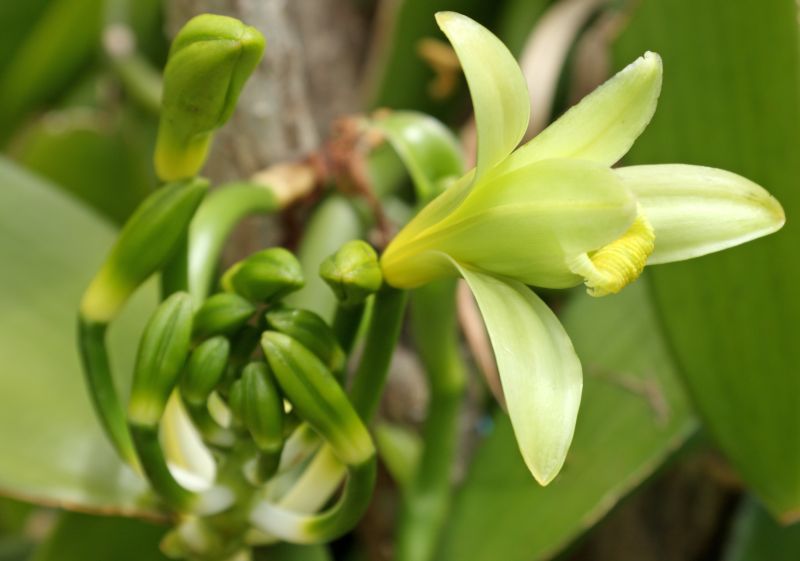 Wanilia płaskolistna (Vanilla planifolia).